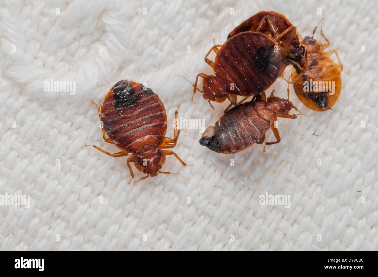 Bed Bug Bite Hi Res Stock Photography And Images Alamy