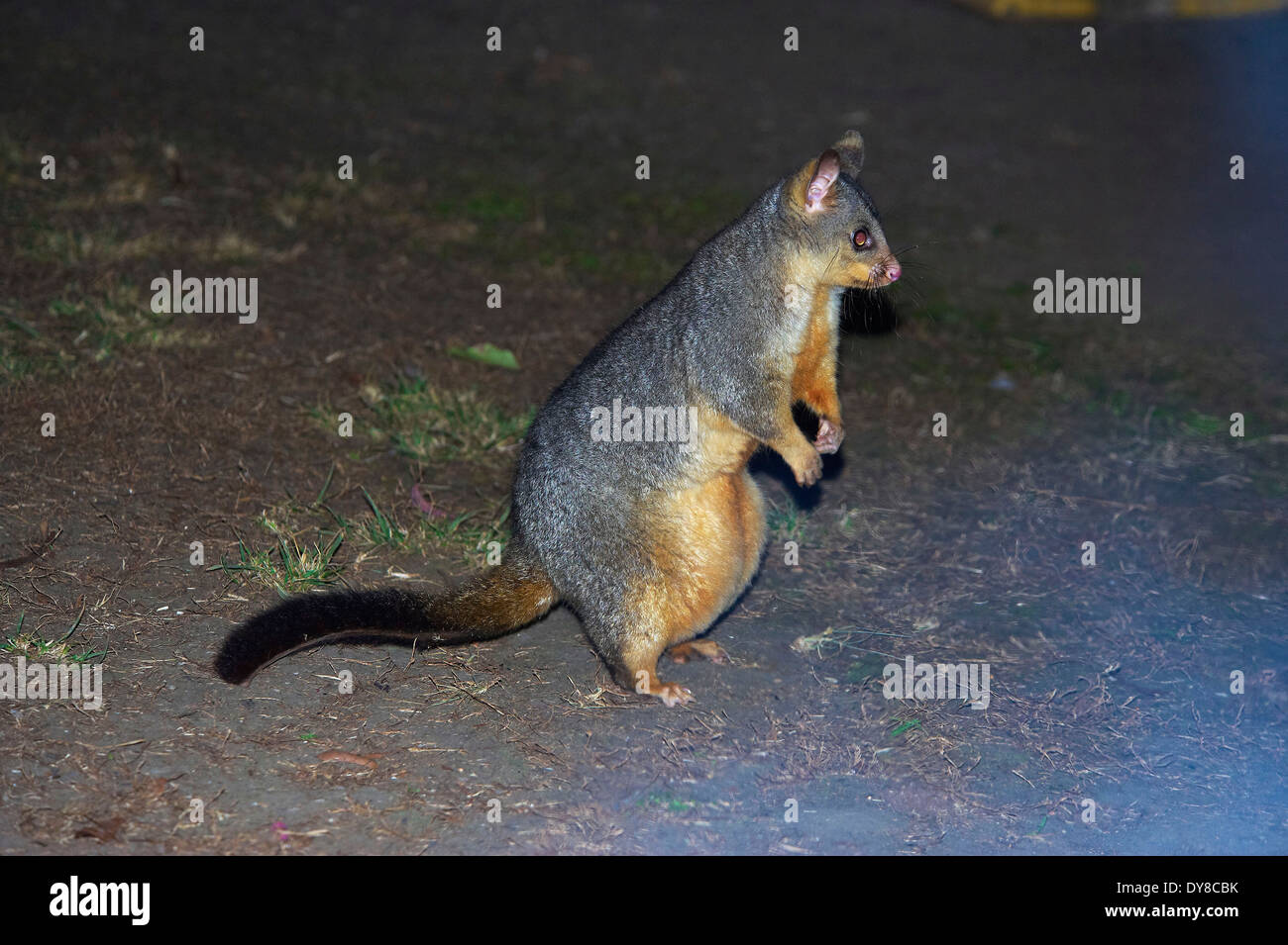 Australia, Cania Gorge, national park, Possum, Queensland, animal, opossum Stock Photo