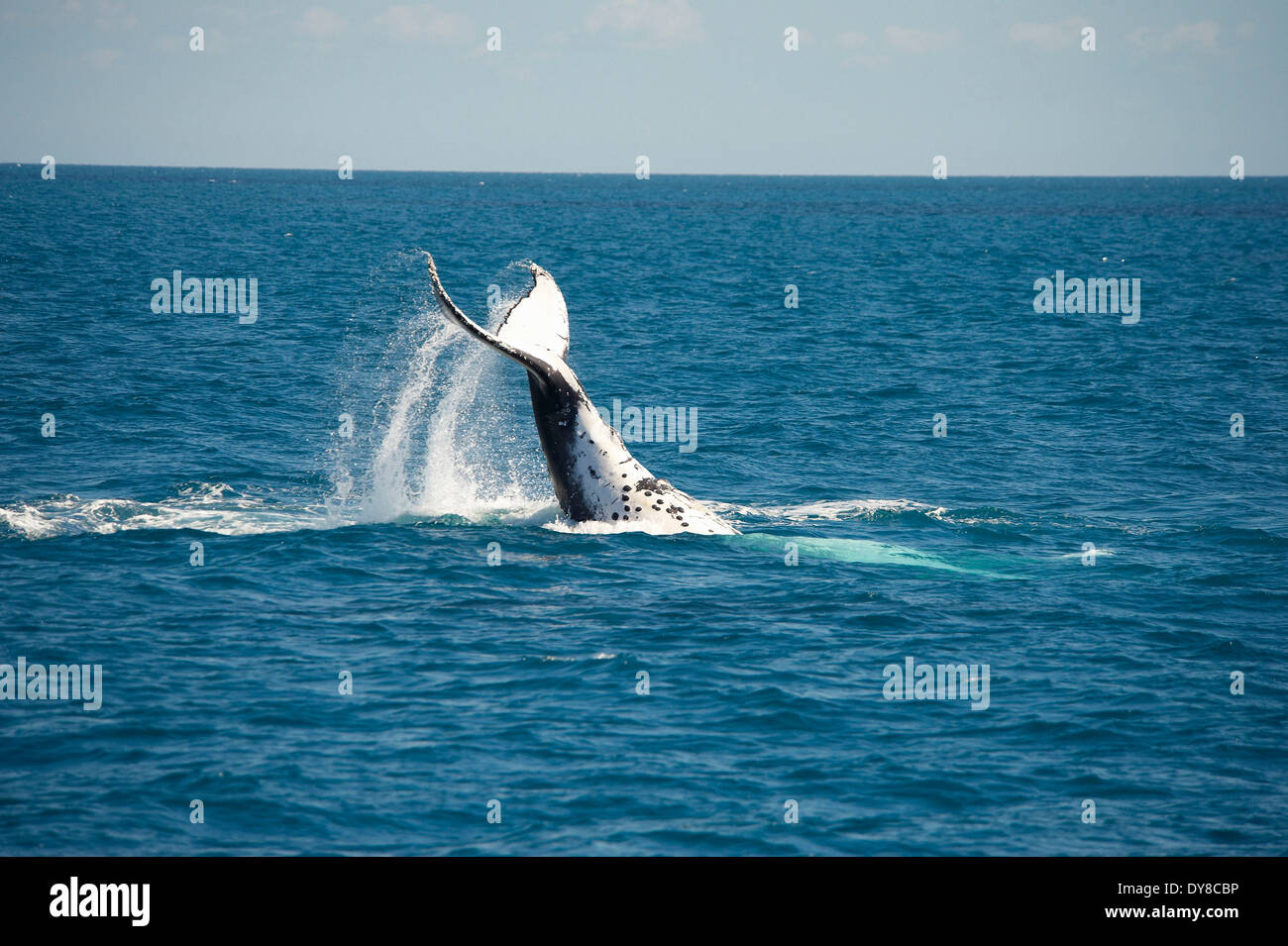 Australia, Hervey Bay, Queensland, animal, humpback whale, megaptera novaeanglae, whale, fin Stock Photo