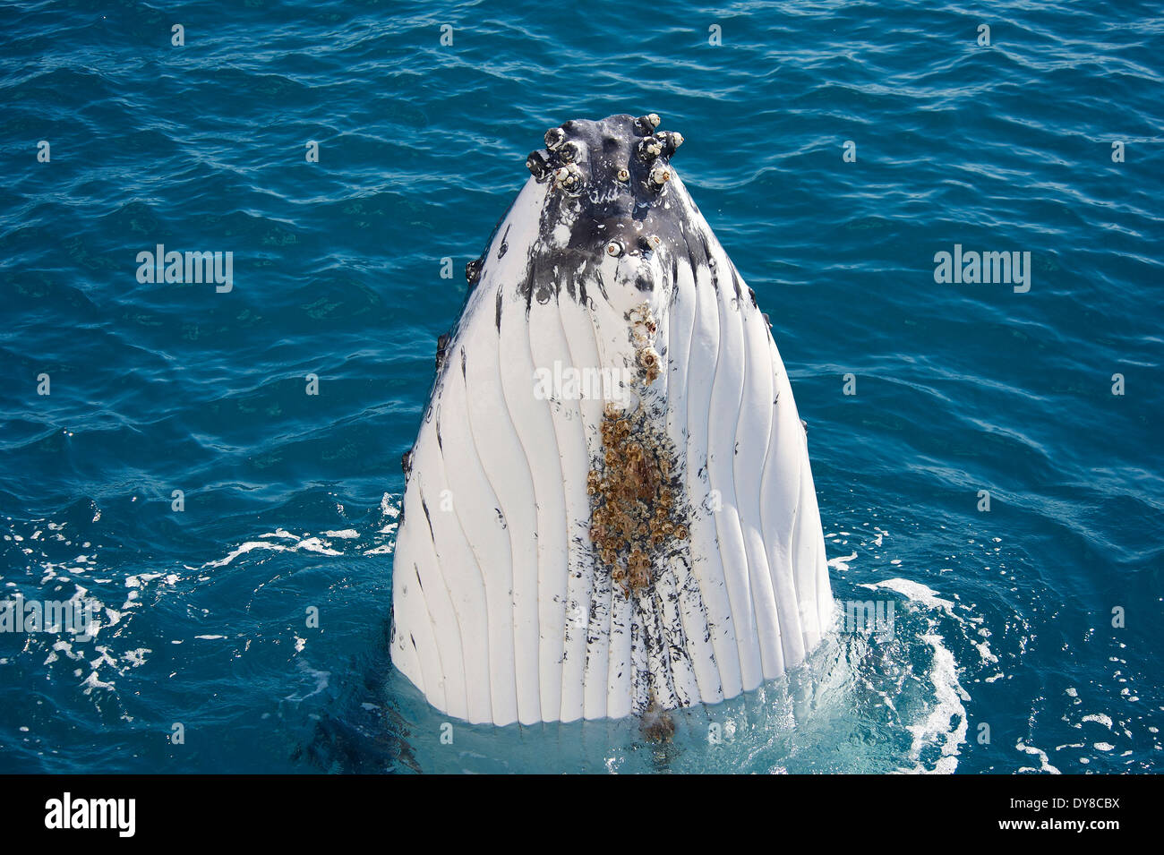 Australia, Hervey Bay, Queensland, animal, humpback whale, megaptera novaeanglae, whale Stock Photo
