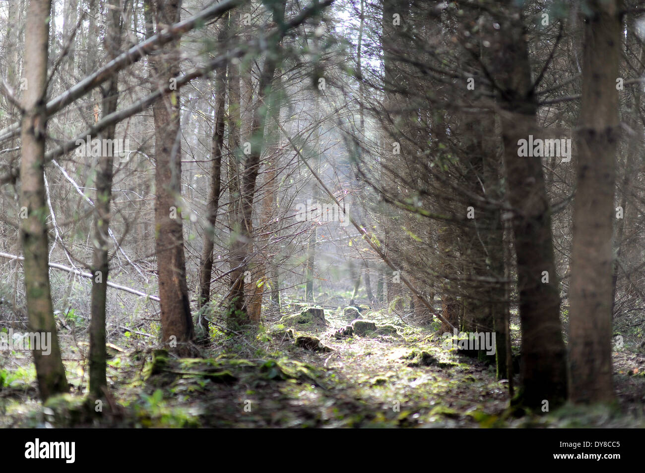 Woods in winter with sunshine and moss on the ground Stock Photo - Alamy