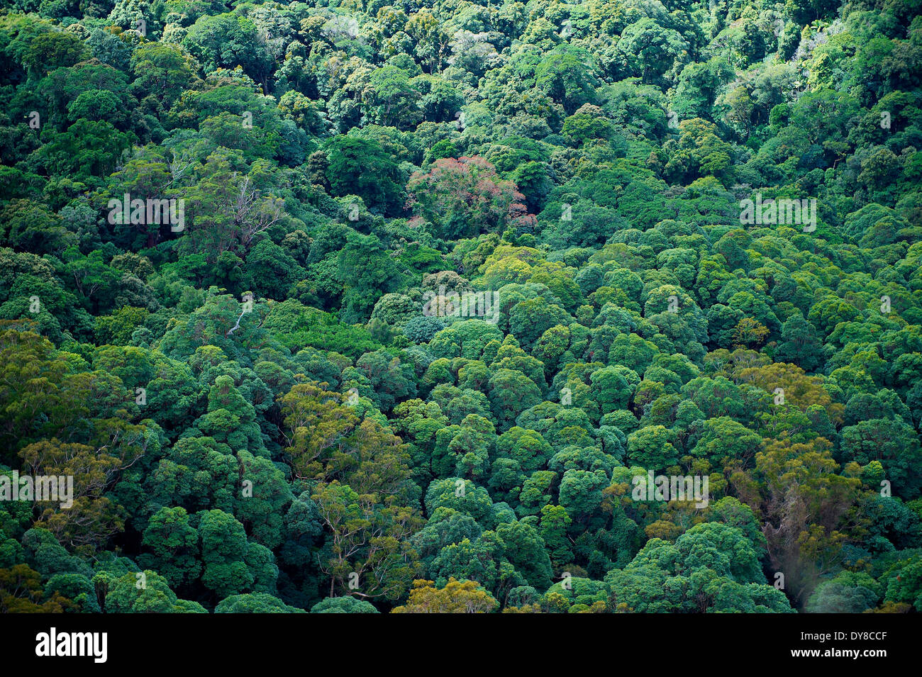 Australia, Queensland, rain forest, Springbrook, national park, trees, wood, forest, Stock Photo