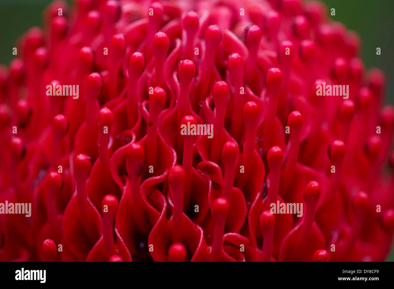 Australia, flowers, Milton, New South Wales, Waratah, red, Telopea speciosissima Stock Photo