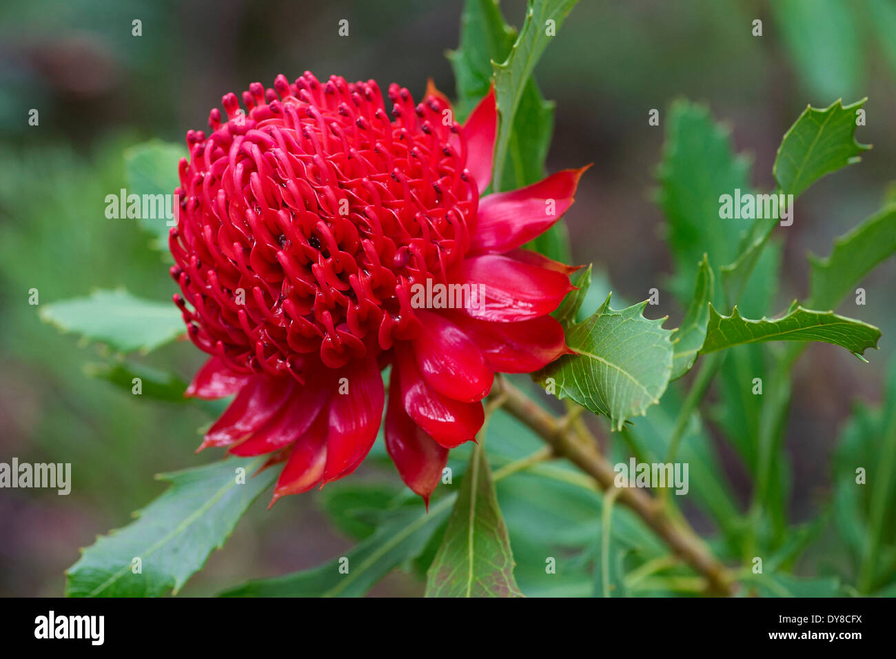 Australia, flowers, Milton, New South Wales, Waratah, red, Telopea speciosissima Stock Photo