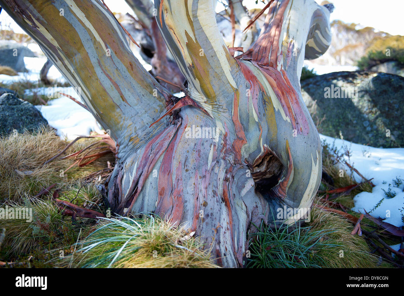 Australia, trees, Kosciuszko, national park, New South Wales, snow