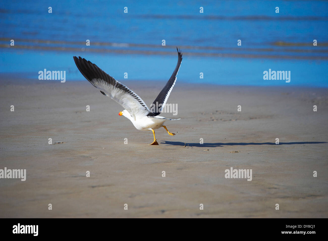 Australia, sea, sand, animal, Victoria, birds, Wilsons Promontory, national park, seagull, Stock Photo