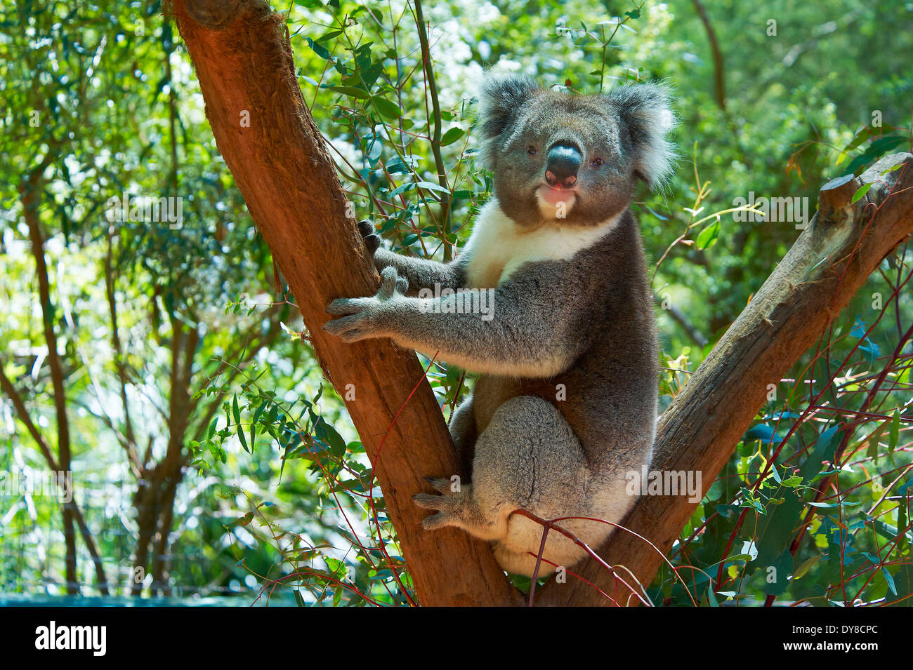Australia, Healesville, koala, animal, Victoria, tree Stock Photo