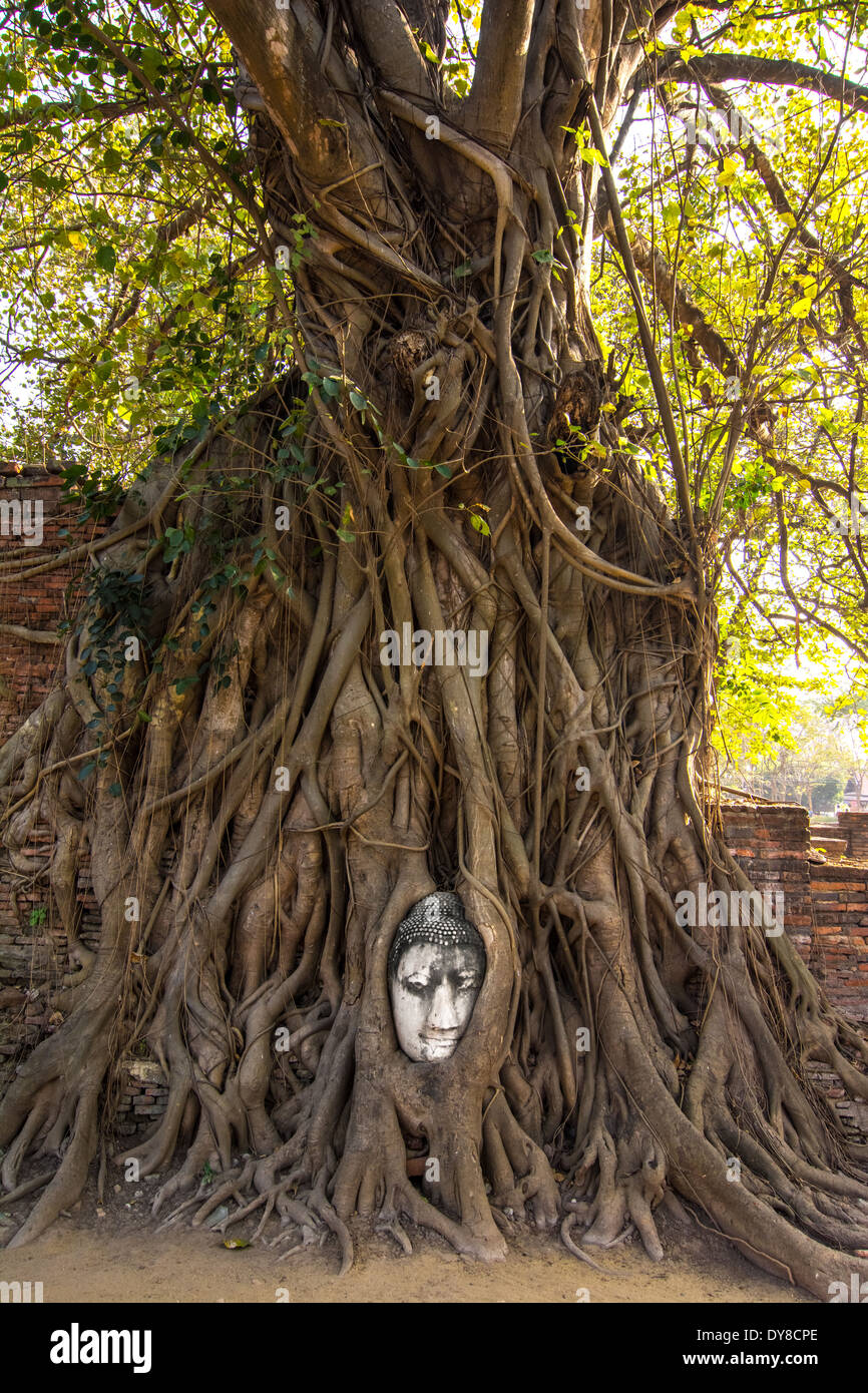 Wat Mahathat Buddha head in tree, Ayutthaya Stock Photo