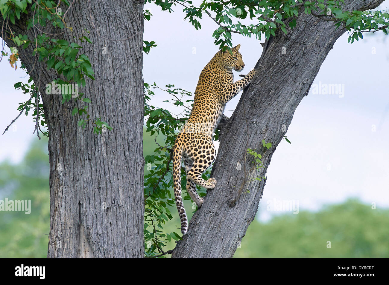 Botswana, Africa, leopard, Moremi, animal, tree, Stock Photo