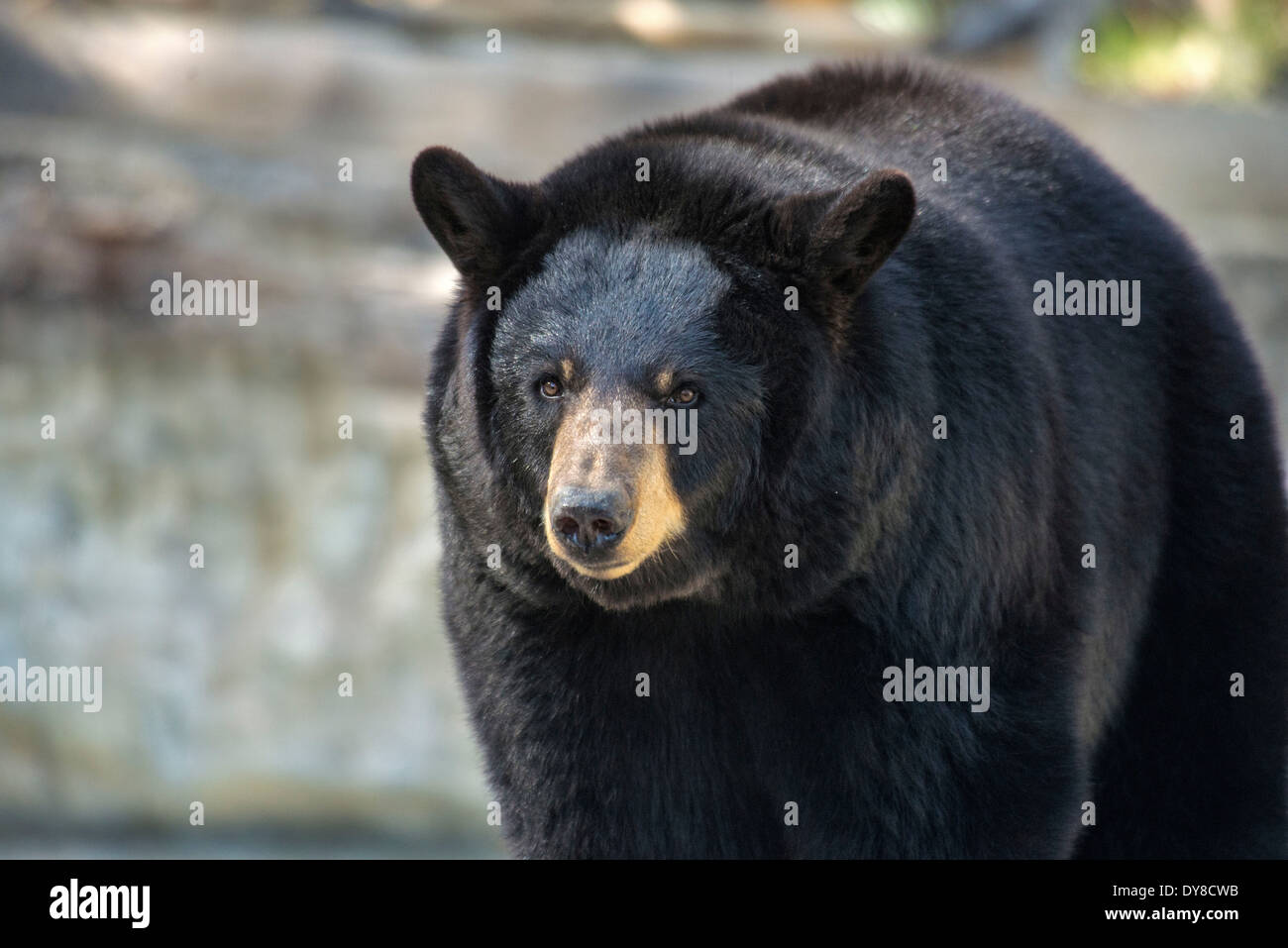 black bear, ursus americanus, bear, animal, USA, United States, America, Stock Photo