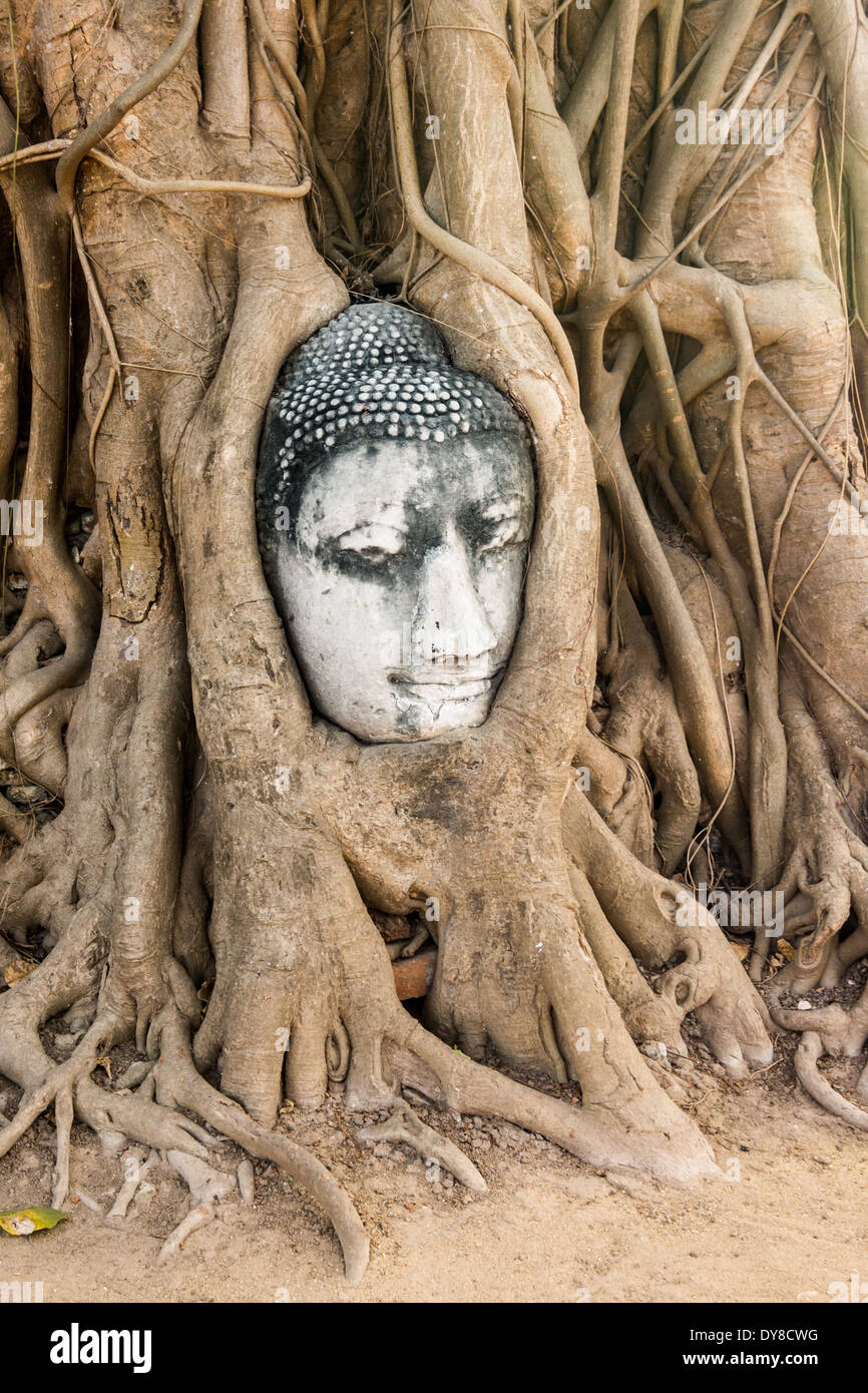 Wat Mahathat Buddha head in tree, Ayutthaya Stock Photo
