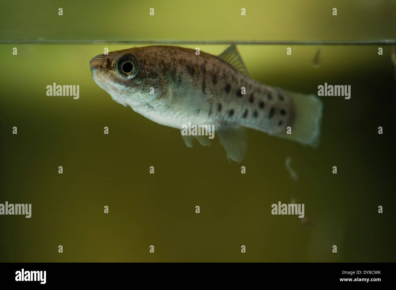 Aphanius iberus swimming in the vicinity of mosquito larvae potential preys (Culex pipiens). This is a mosquito larvivorous fish species presently endangered in the Mediterranean since the introduction of the American mosquitofish (Gambusia spp.) in early XXth century, which harms the autochtonous species. Stock Photo