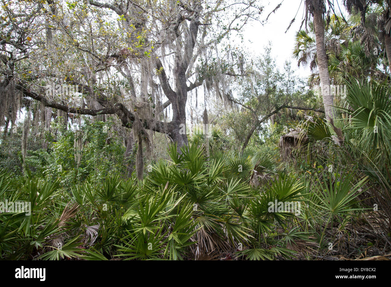 tosohatchee, wildlife management area, Florida, USA, United States, America, nature, trees Stock Photo