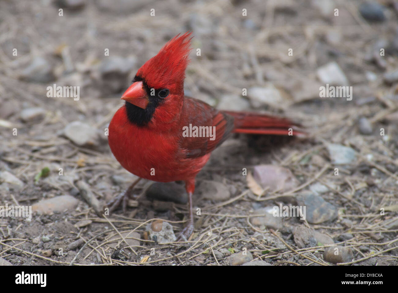 northern cardinal, cardinalis cardinals, laguna atascosa national wildlife refuge, Texas, USA, United States, America, bird Stock Photo