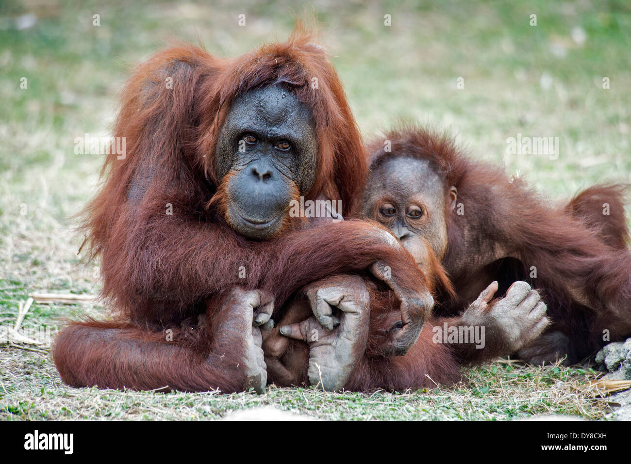 Sumatran, orang-utan, pongo pygmaeus, ape, animal Stock Photo