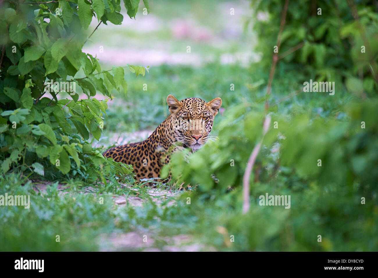 Native Thicket Thicket hi-res stock photography and images - Alamy