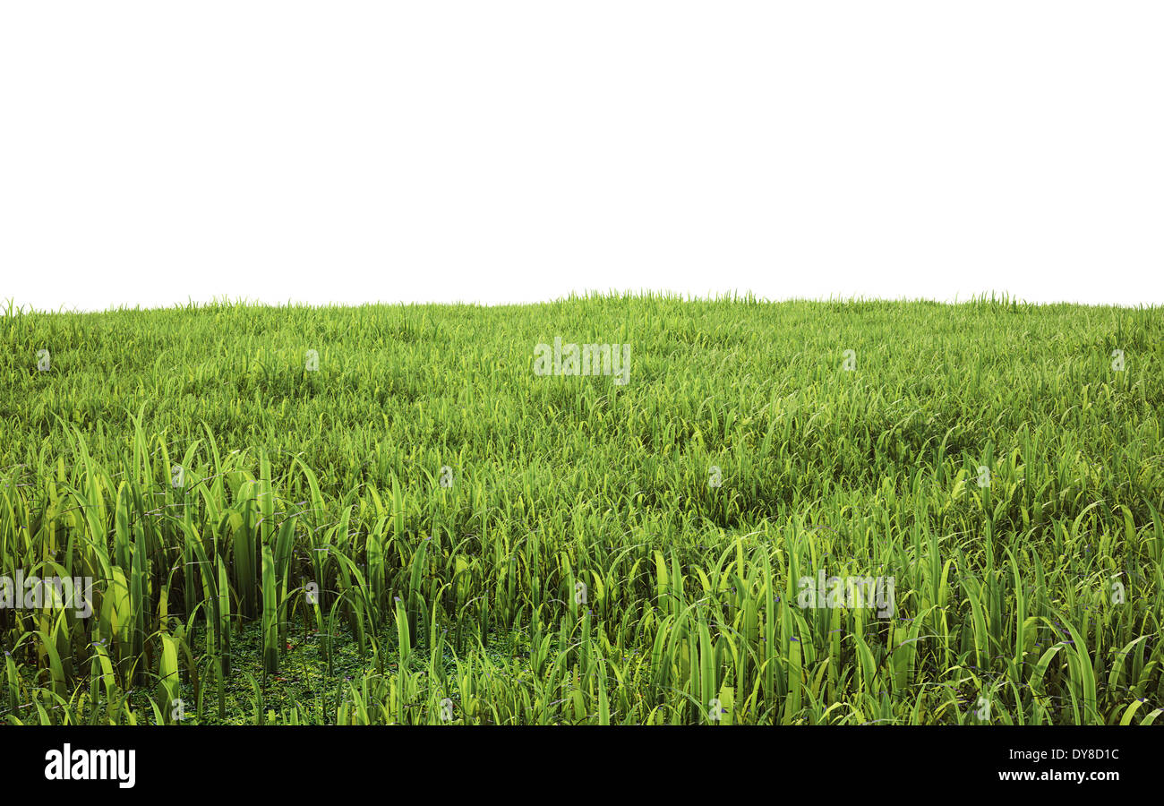 illustration of green grass isolated on white background Stock Photo ...