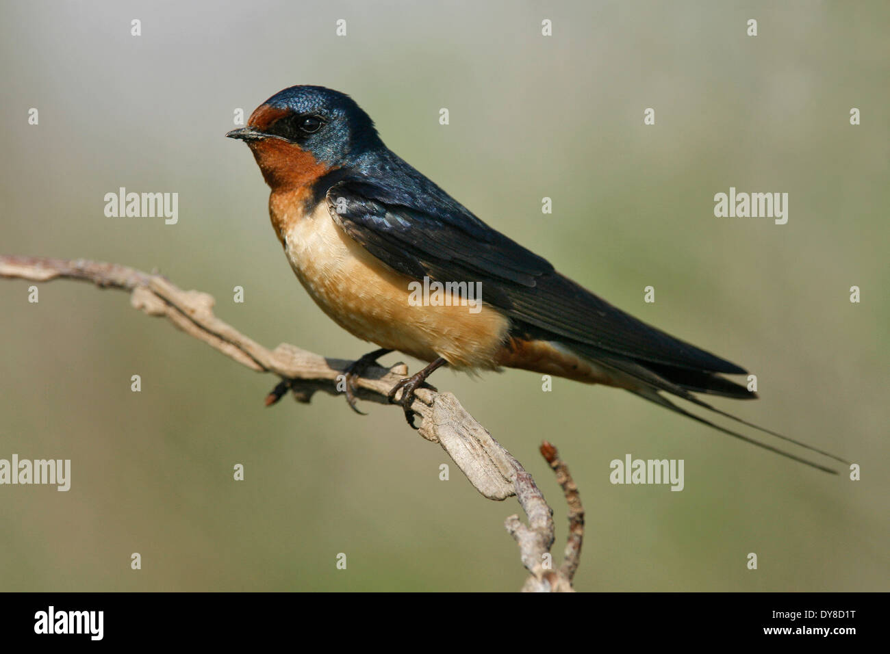 Barn Swallow Hirundo Rustica Adult Male Stock Photo 68412676
