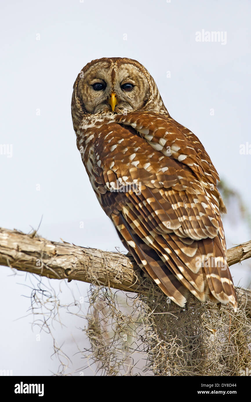 Strix Vari Barred Owl - Strix varia - Adult Stock Photo - Alamy