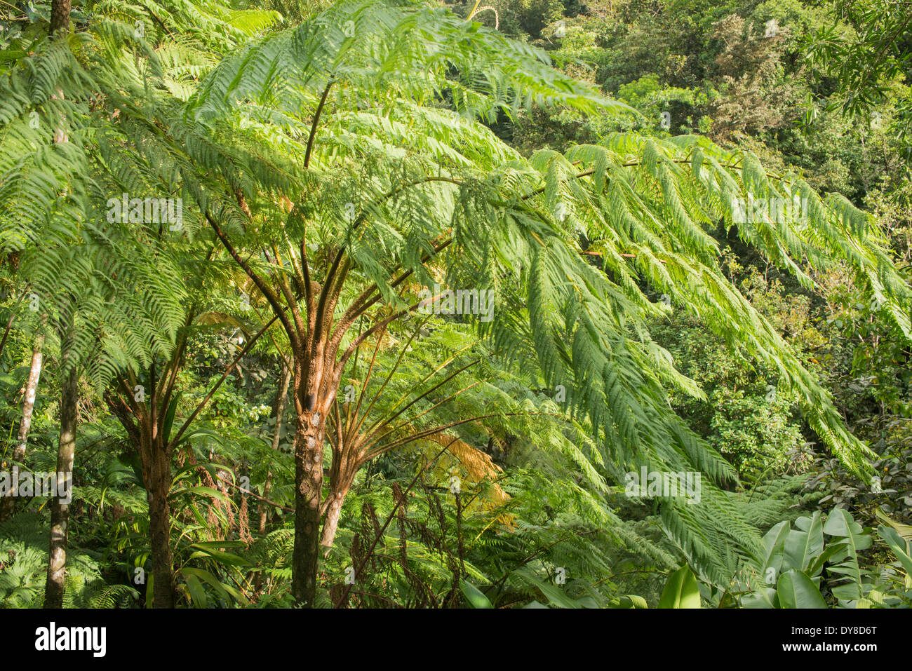 Tree Fern from the genus Cyathea, Martinique, French West Indies Stock Photo