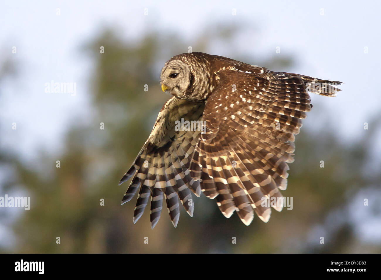 Strix Vari Barred Owl - Strix varia - Adult Stock Photo - Alamy