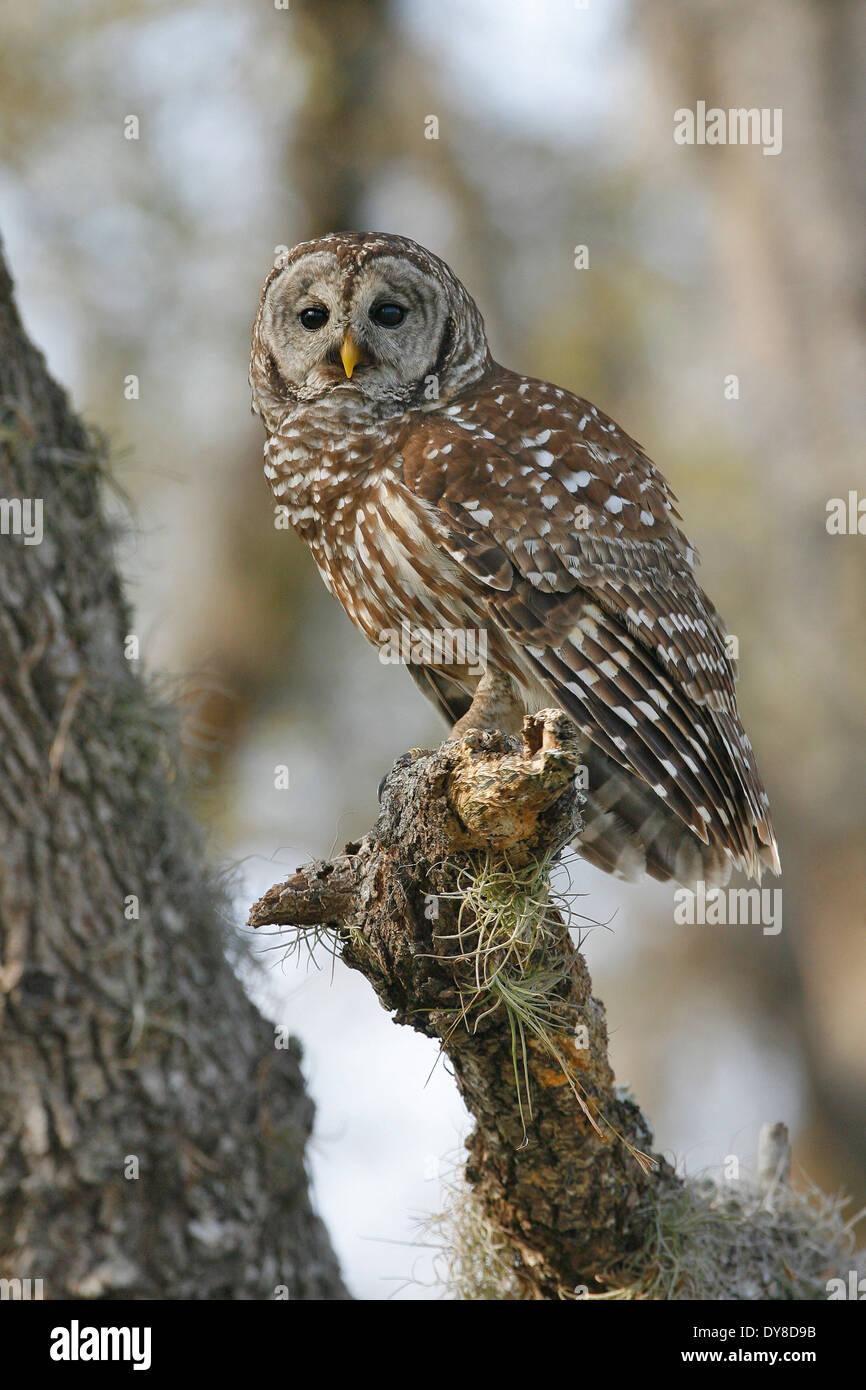 Strix Vari Barred Owl - Strix varia - Adult Stock Photo - Alamy