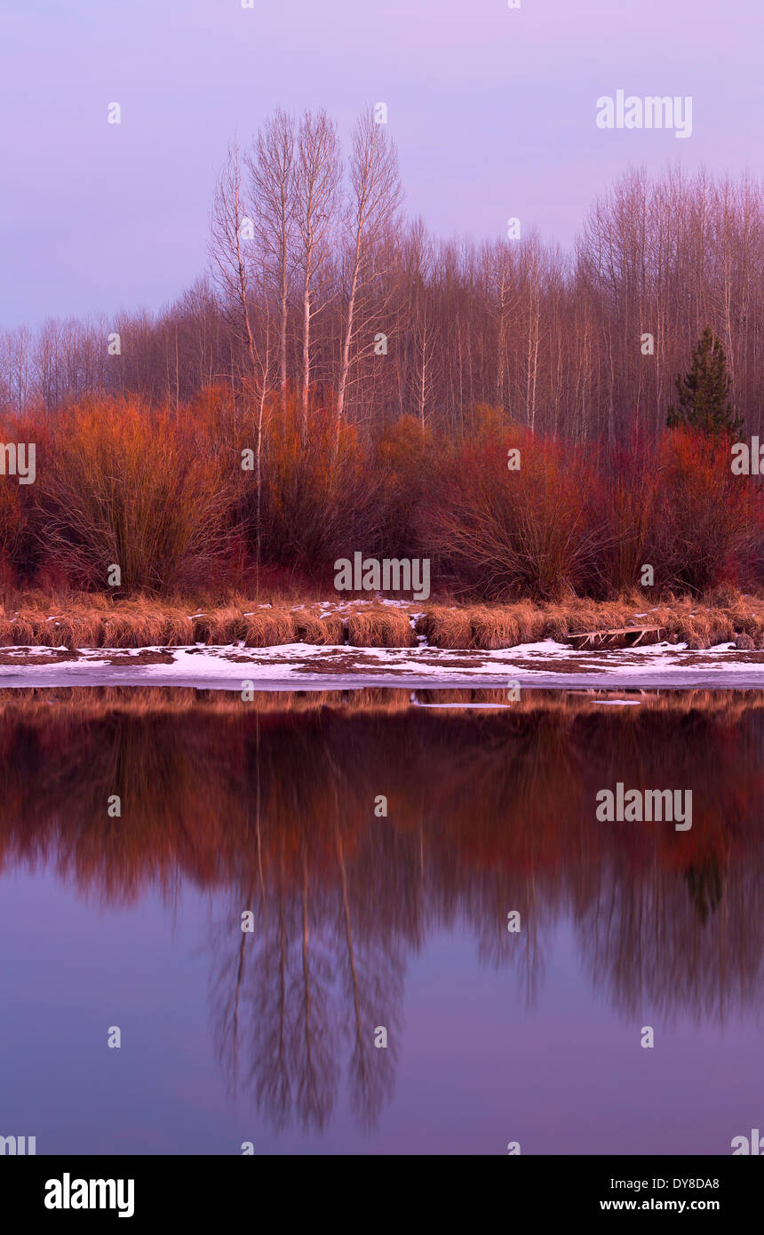 Willows and aspen at sunset along the Deschutes River in winter near Bend, Oregon. USA Stock Photo
