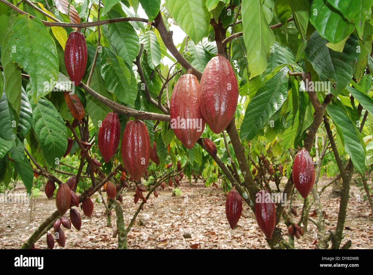 Cocoa farm in Indonesia Stock Photo