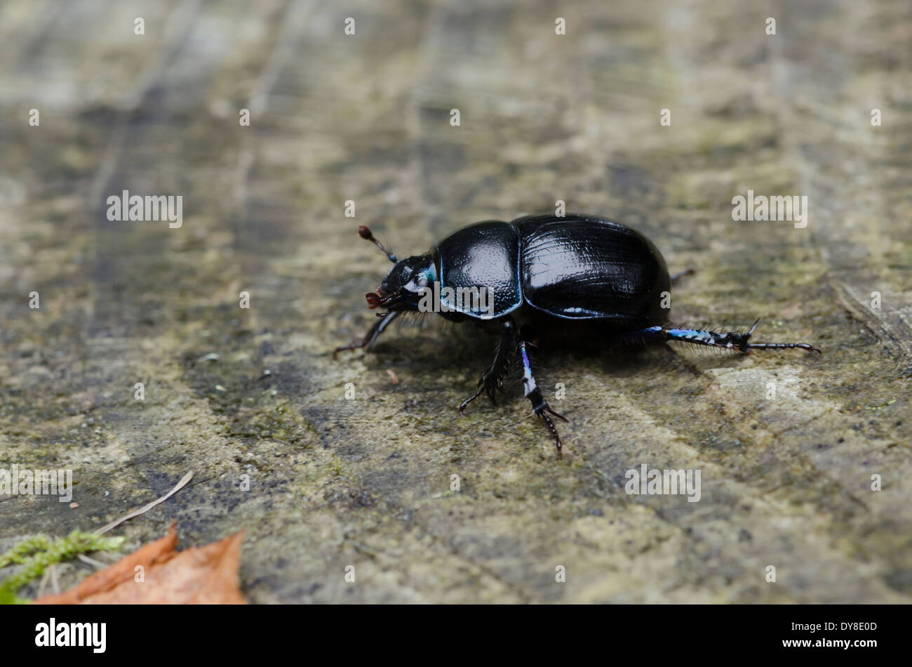 A Dor Beetle (Dung Beetle) on a tree stump in a Cumbrian forest Stock Photo