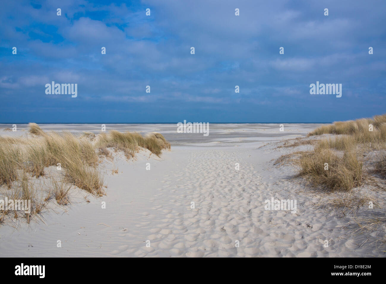 dunes at the beach on borkum island, lower saxony, germany, europe Stock Photo
