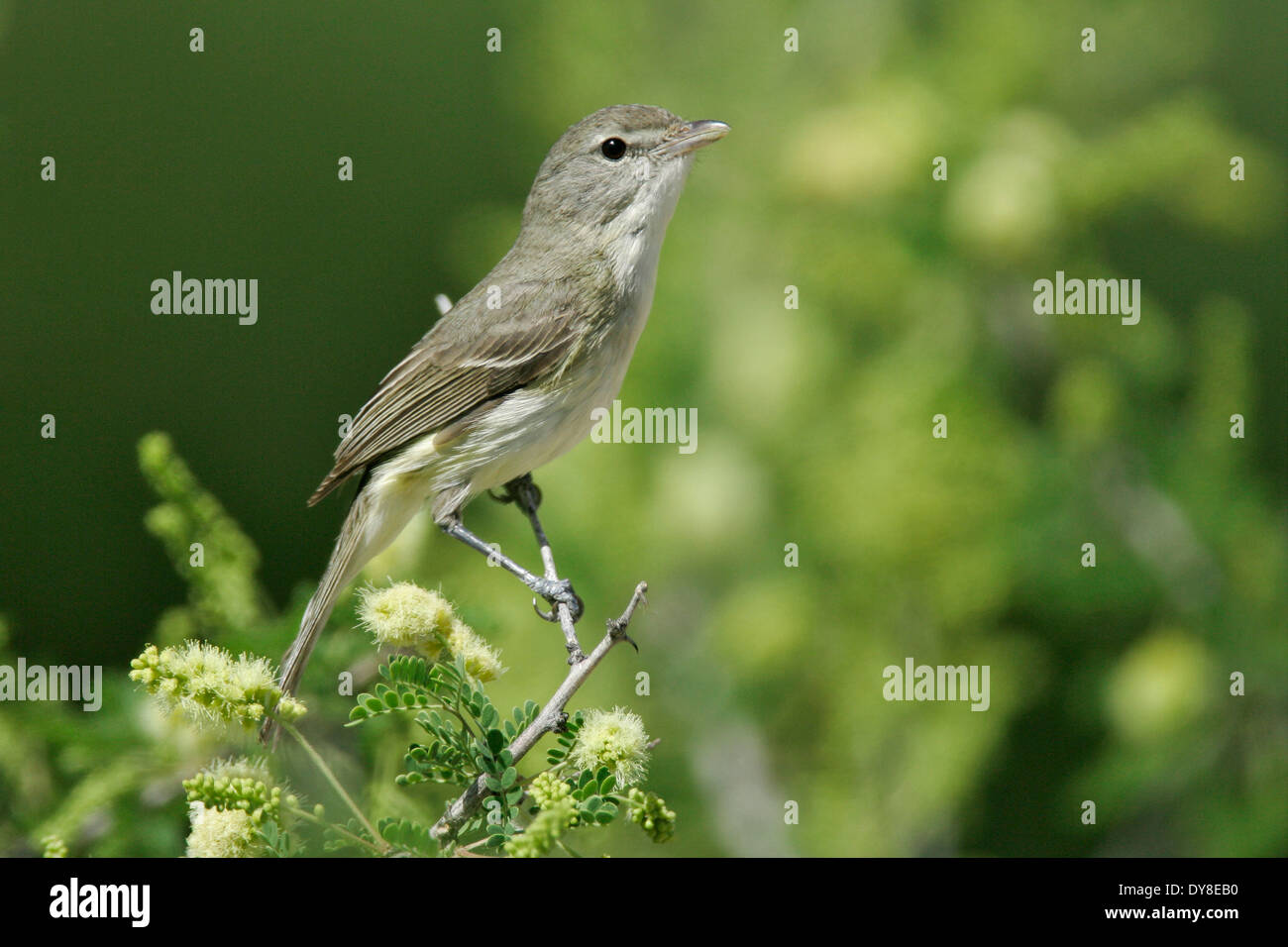 Bells vireos hi-res stock photography and images - Alamy