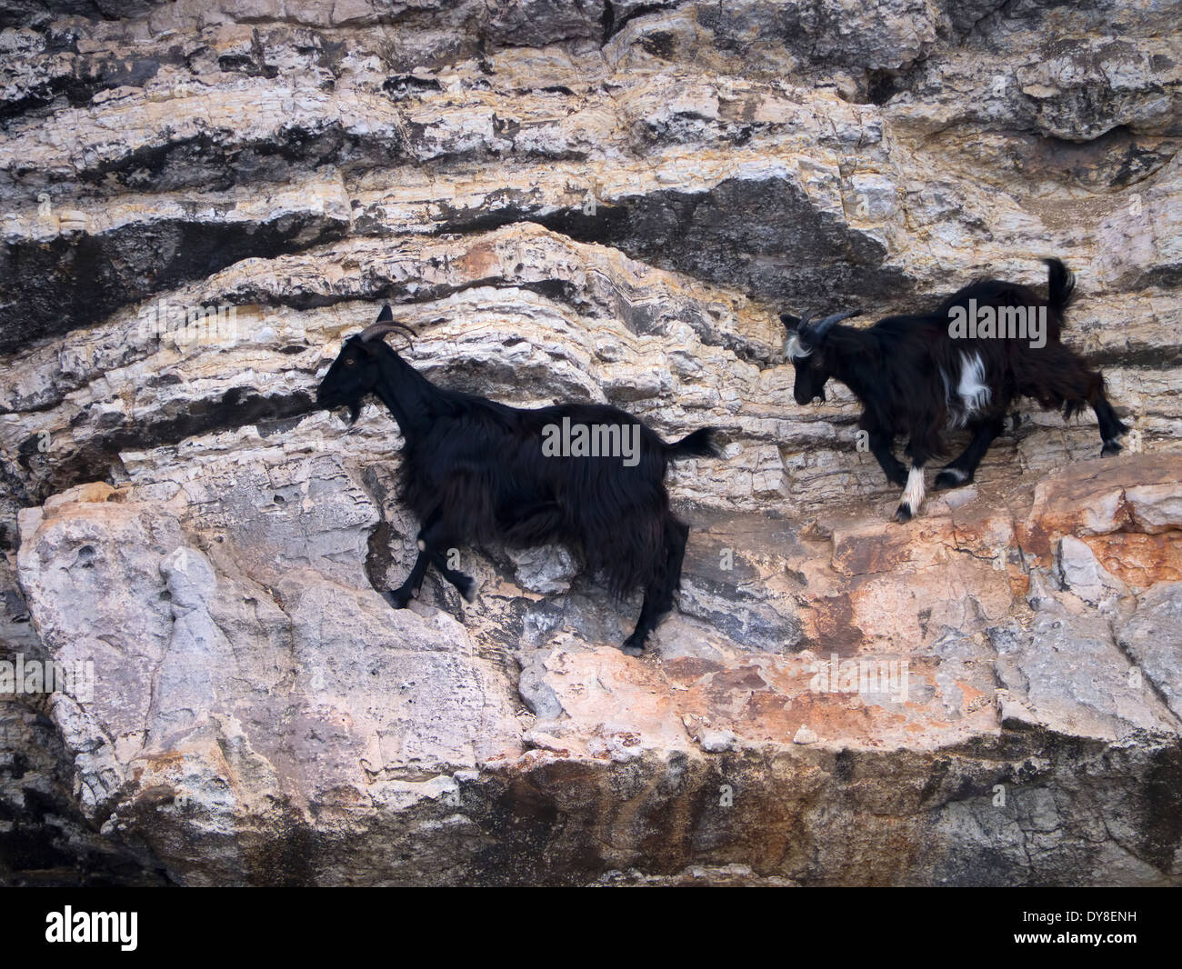 Goats climbing hires stock photography and images Alamy