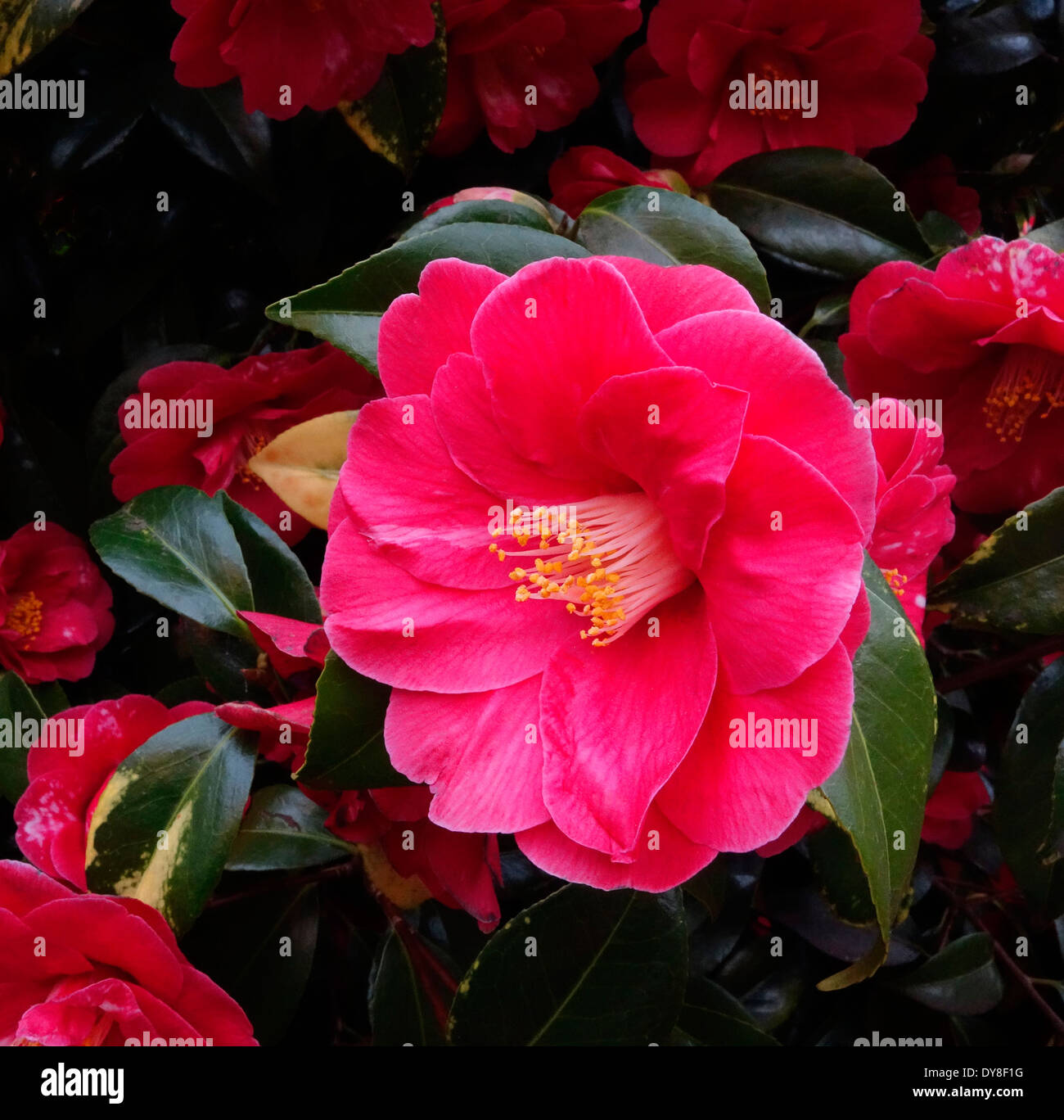 Camelia japonica red flower hi-res stock photography and images - Alamy