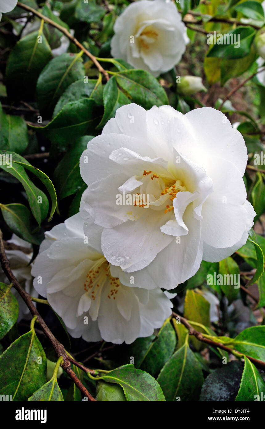 Camellia x williamsii cultivar 'China Clay' in Spring Stock Photo
