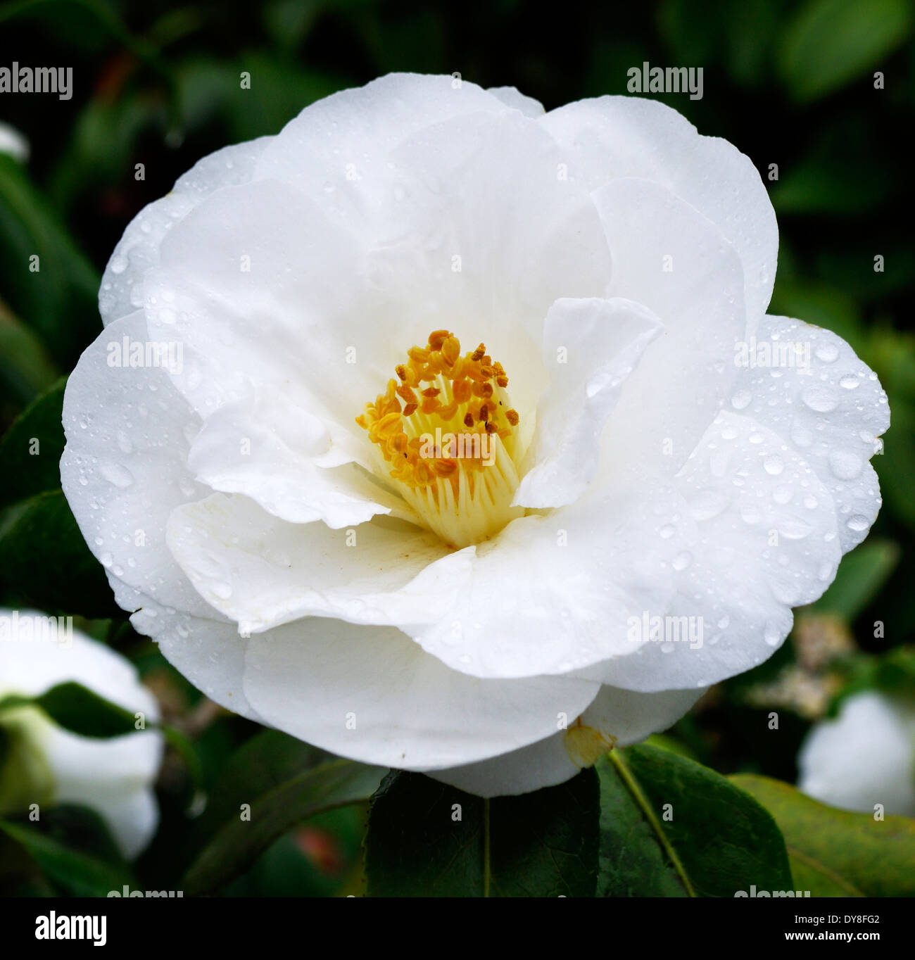 Camellia x williamsii cultivar 'China Clay' in Spring Stock Photo