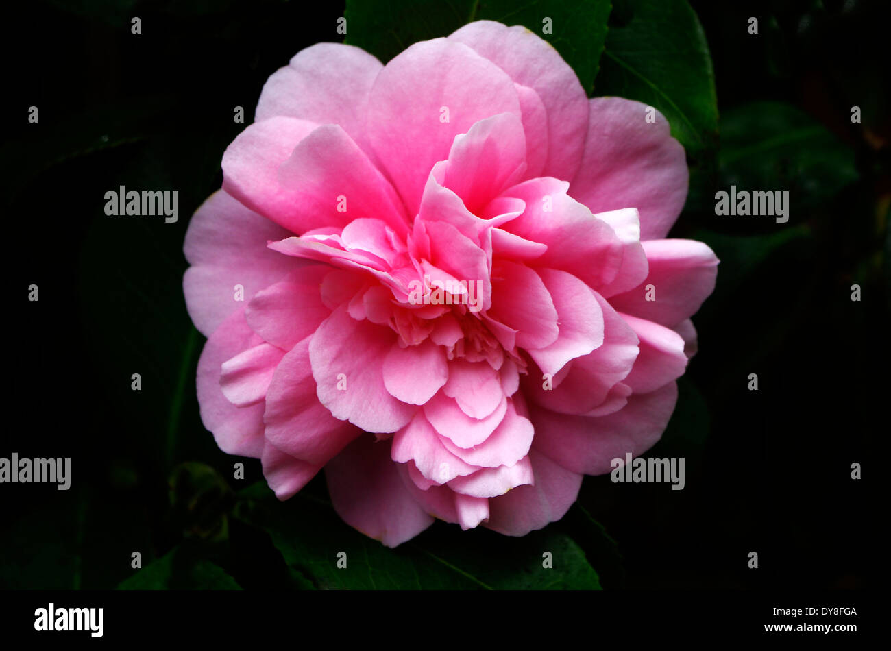 Camellia x williamsii 'Debbie' Stock Photo