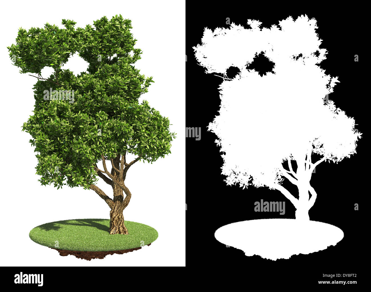 Green Tree Isolated on White Background Stock Photo - Alamy