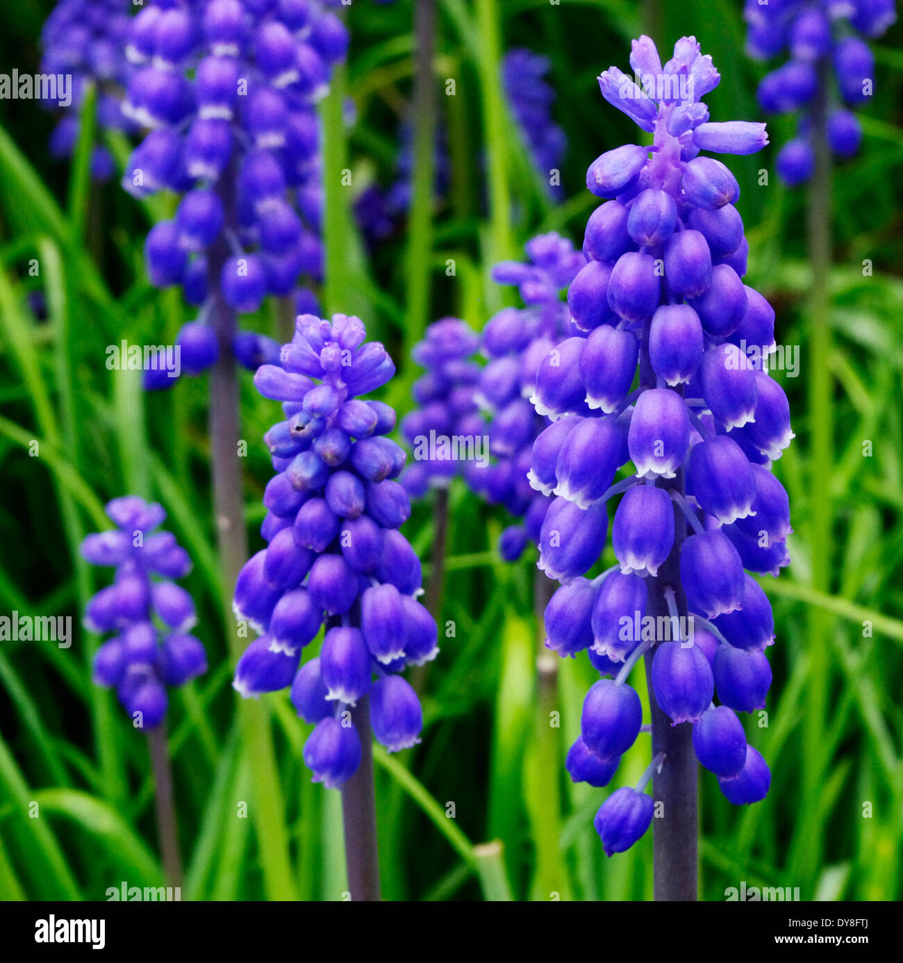 Muscari armeniacum ( Grape Hyacinth ) in Flower Stock Photo