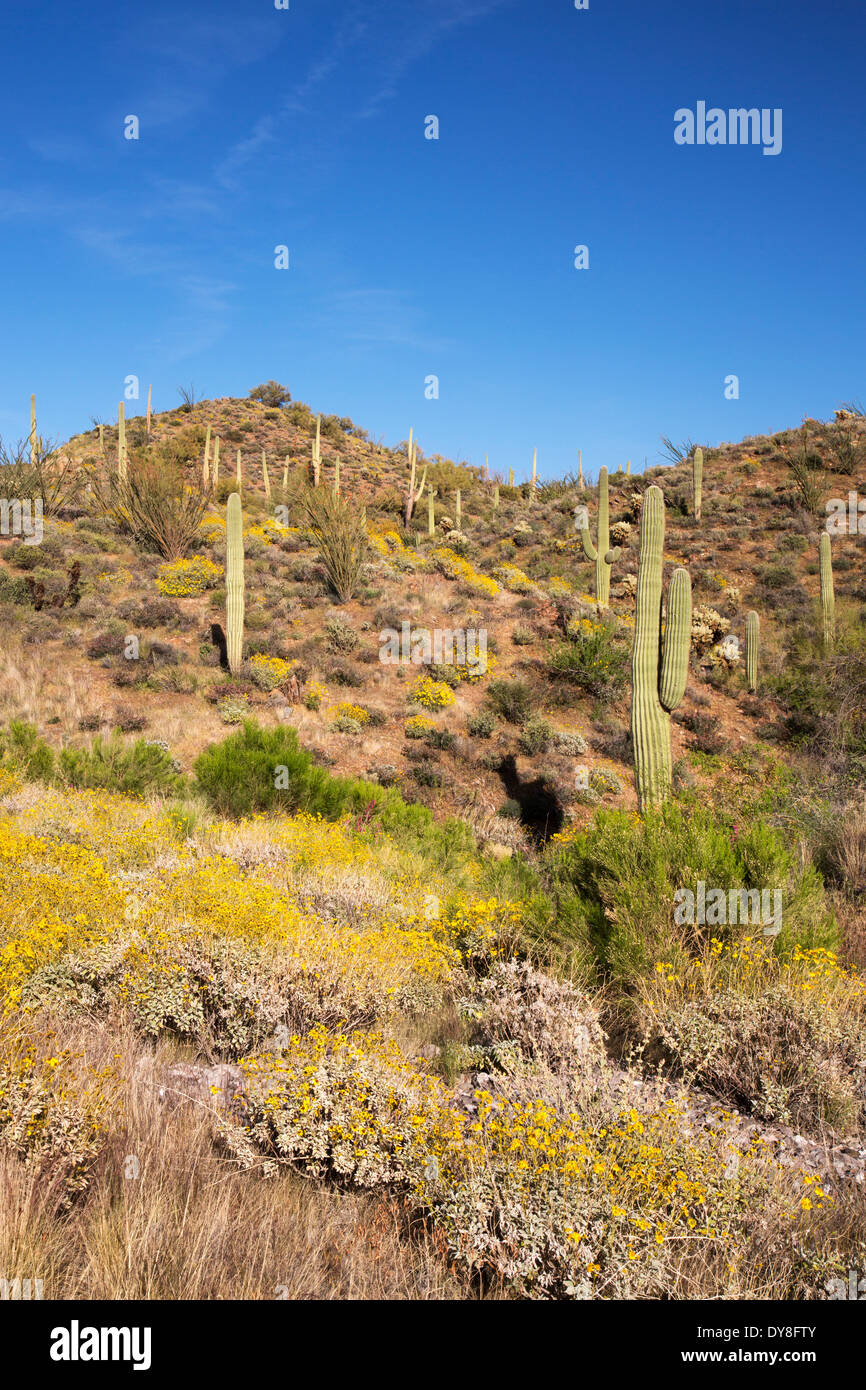 USA, Arizona, Tonto National Forest, Flowering brittlebush and saguaro