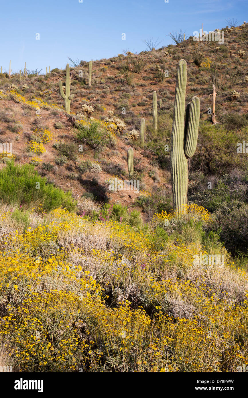 USA, Arizona, Tonto National Forest, Flowering brittlebush and saguaro near Gonzales Pass along