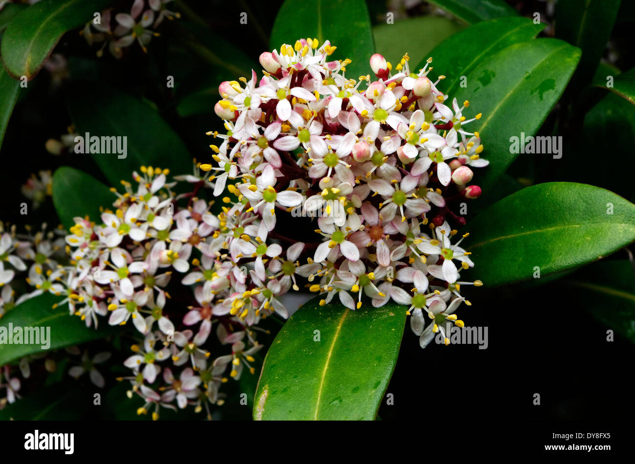 Skimmia japonica Shrub in Flower in Spring Stock Photo
