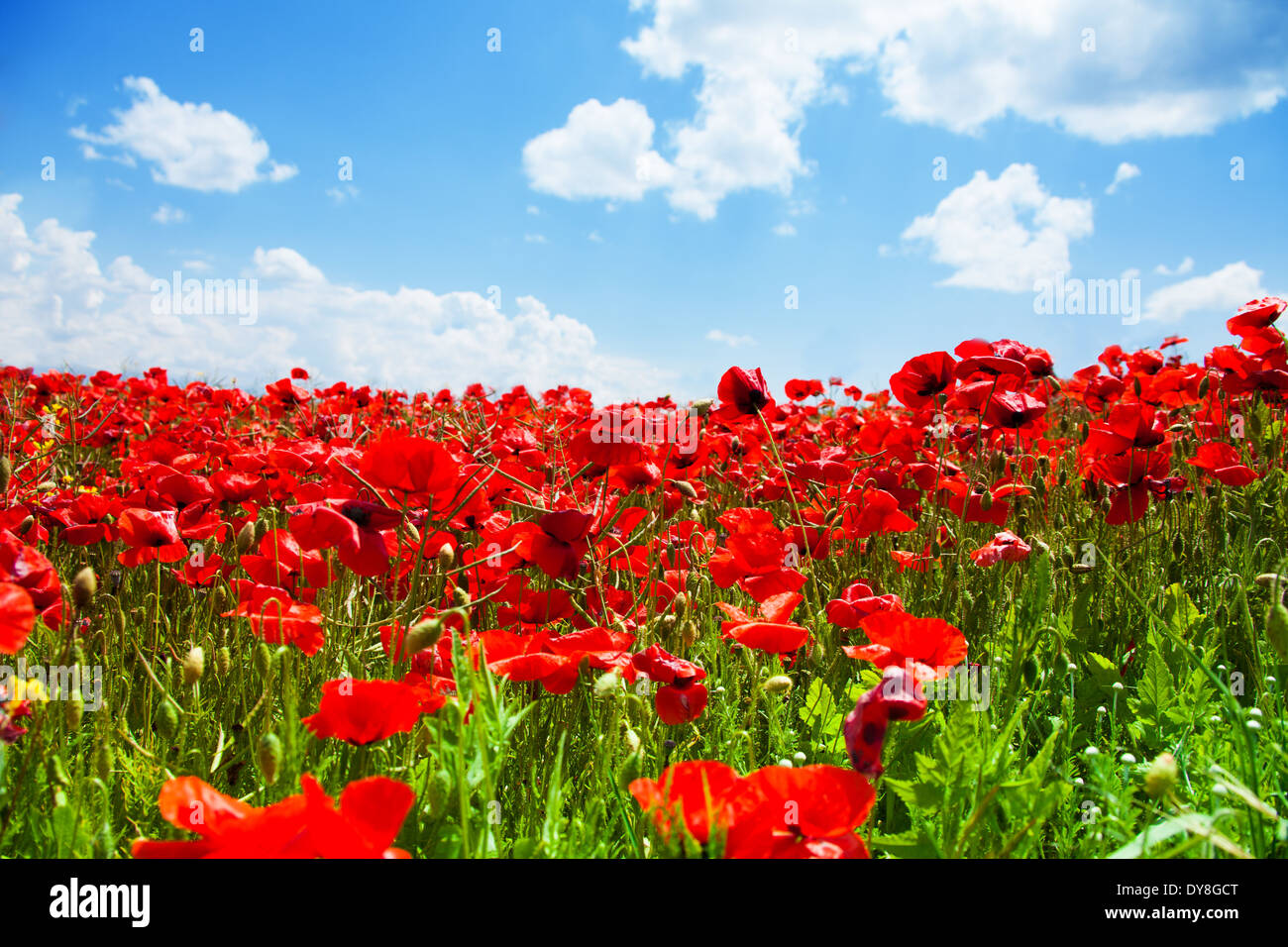 Red poppies field and sky Stock Photo - Alamy