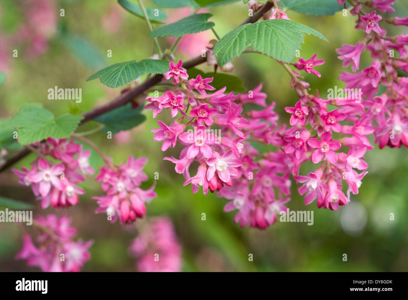Ribes sanguineum 'Atrorubens'. Flowering currant in early spring. Stock Photo