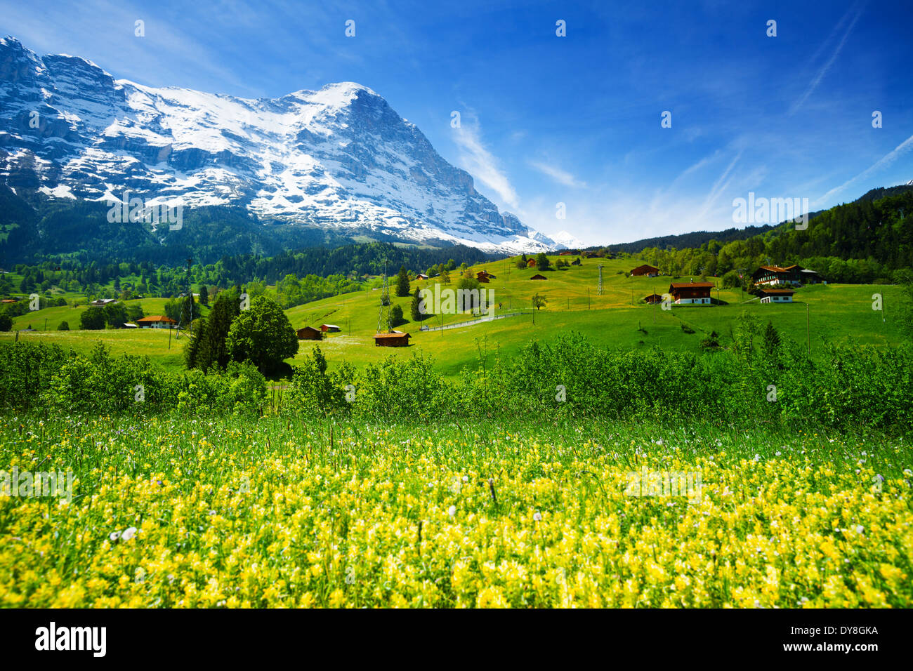 Yellow flowers field, beautiful Swiss landscape Stock Photo Alamy