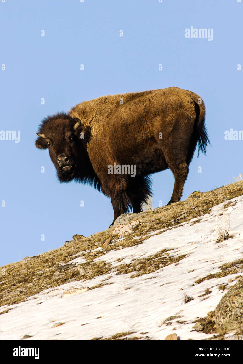 American Bison, American Buffalo, Yellowstone National Park, Wyoming Stock  Photo - Alamy
