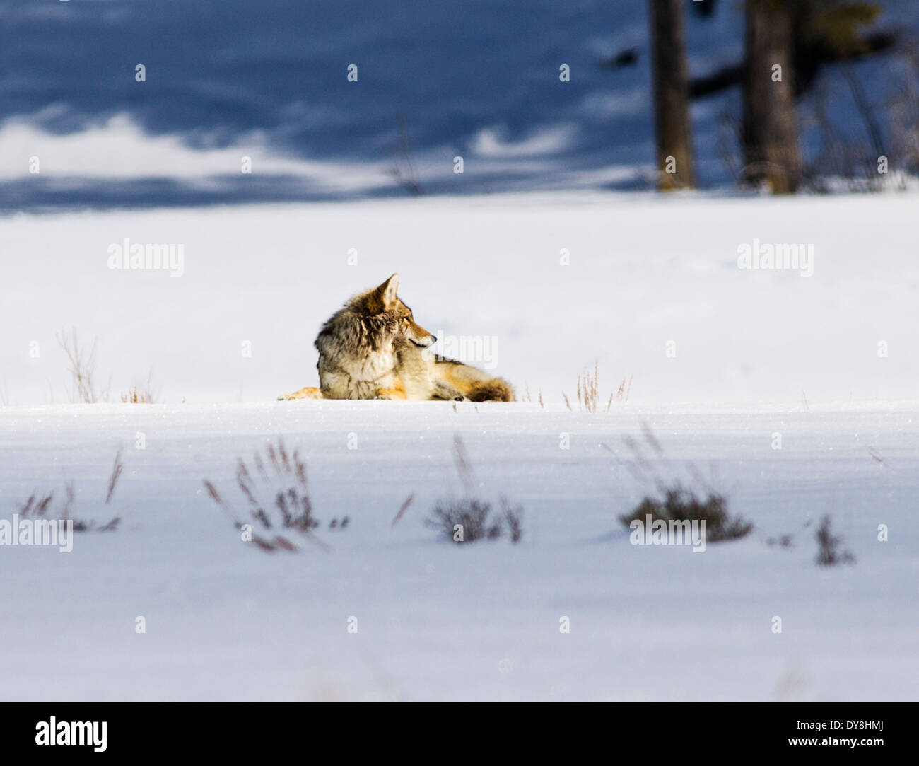 Coyote, Canis latrans, American jackal, brush wolf, prairie wolf, Lamar