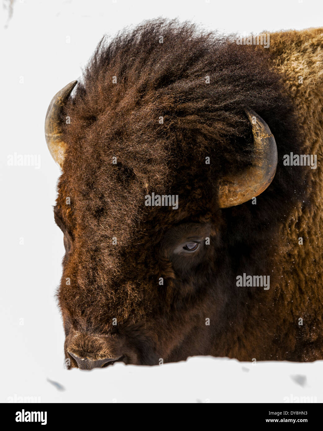 American buffalo in snow hi-res stock photography and images - Alamy