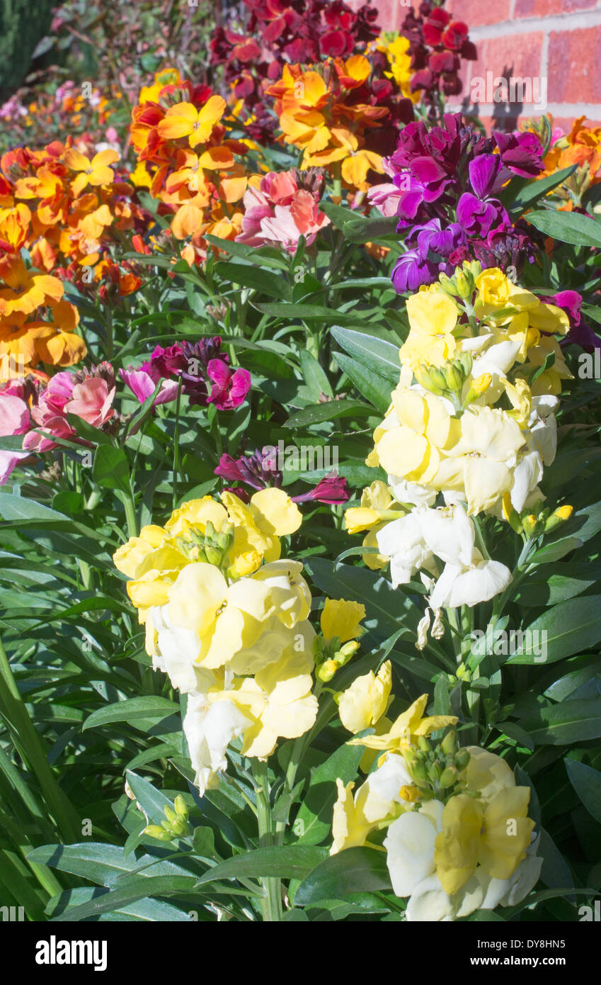 Colourful wallflowers (Cheiranthus Erysimum) variety Persian Carpet. Stock Photo