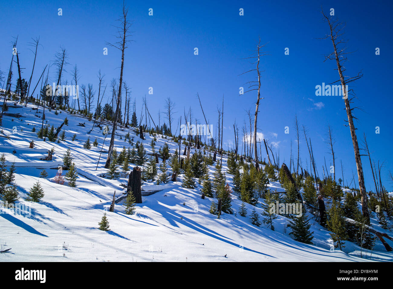 Douglas Fir, forest fire burn area, 1988, Lost Lake & Blacktail Plateau, Yellowstone National Park, Wyoming, USA Stock Photo