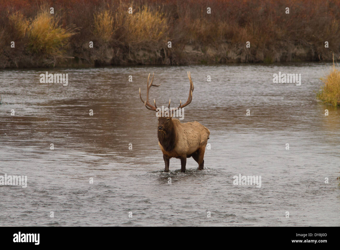 Bull elk standing in river Stock Photo